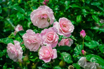 Obraz premium rose in garden
