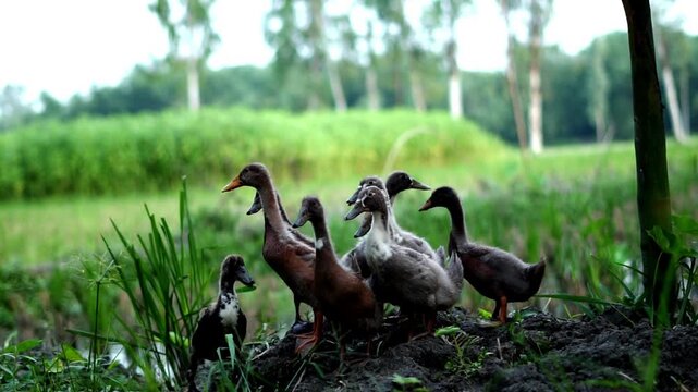 A group of ducks walking through green grass in a rural village.