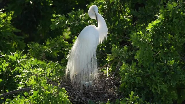 Beautiful Egret is preening its feathers	