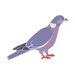 Fototapeta premium vector drawing bird,wood pigeon, hand drawn Columba palumbus,, isolated nature design element
