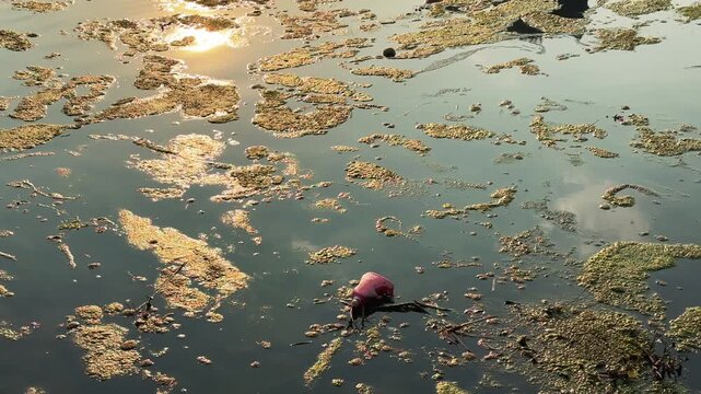 Polluted pond water covered with algae bloom floating debris. Environmental issue concept