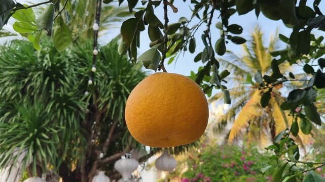 Close up of Big Yellow pomelo citrus fruit on tree viewed from below. Fresh vitamins from nature everyday