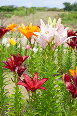 Obraz premium 色とりどりのユリの花