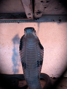 Extreme close up of a wild King Cobra (Ophiophagus bungarus) flaring its hood and staring directly at the camera in a defensive pose.