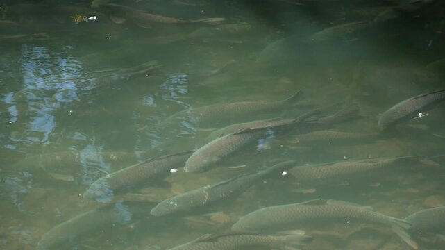 Large carp swimming in the Provo River during spawning season in Utah.
