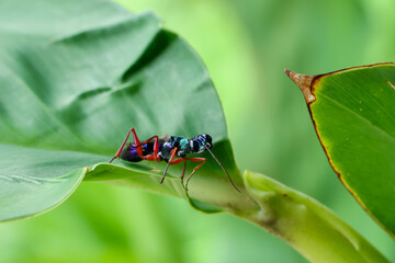 Colorful wasp insect macro green leaf nature closeup tropical vibrant antenna wildlife garden detail outdoors summer natural environment small animal wild forest jungle exotic pattern shiny © CoreRock