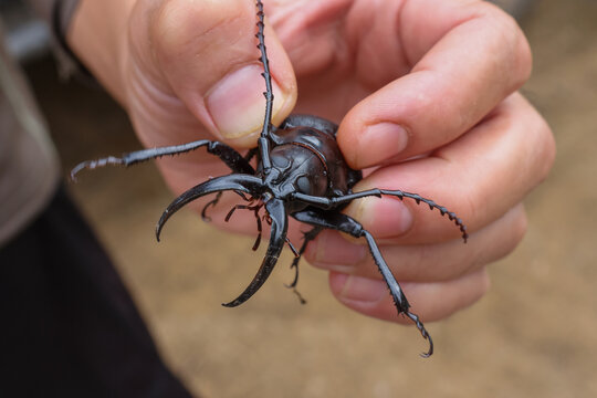 Large beetle insect black horned hand closeup nature wild animal macro