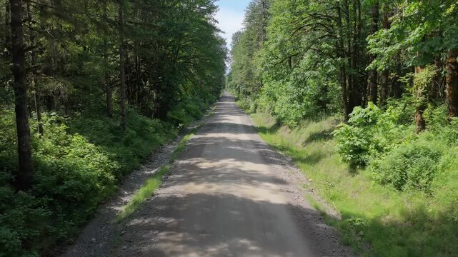 Long Dirt Road Winding Through Lush Green Forest in British Columbia, Canada