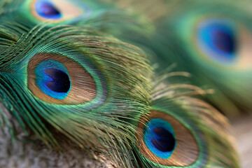 Naklejka premium Peacock feathers glow with iridescent hues. Each eye spot shimmers with deep blues and golds. Soft focus highlights delicate feather textures. Rich greens and browns frame the eye patterns