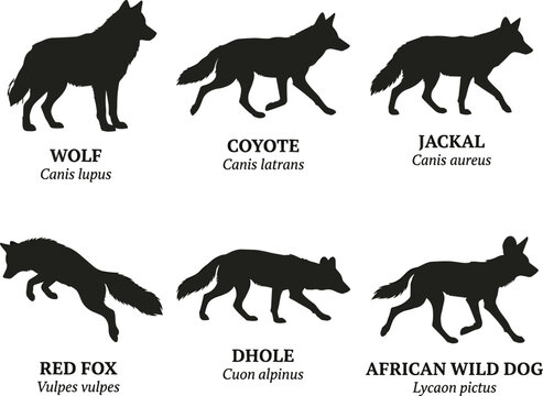 Wild canid species silhouette collection featuring gray wolf coyote jackal red fox dhole and African wild dog with scientific names