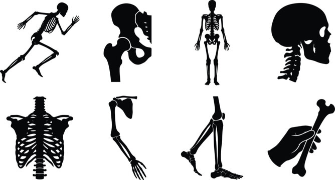Human Skeleton Anatomy Silhouette Icon Collection with Bones and Body Structure
