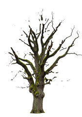 Fototapeta premium ancient, monolithic, leafless oak tree covered in emerald green moss, gnarled branches, cinematic chiaroscuro lighting on a stark white studio background. concept of stoic resilience