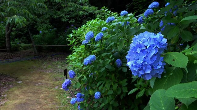 青色の紫陽花が群生する小道  梅雨の風景  4K