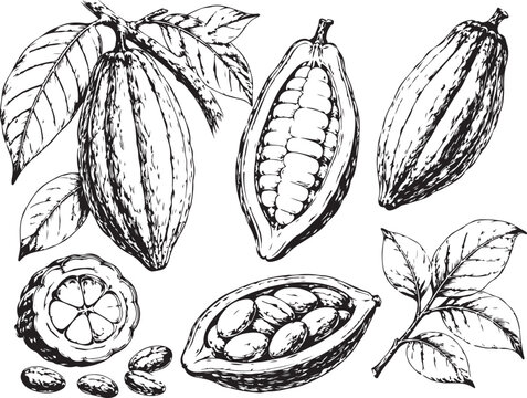 Vintage cocoa bean sketch collection, hand drawn chocolate plant pods and leaves, organic cacao fruit vector set for packaging design