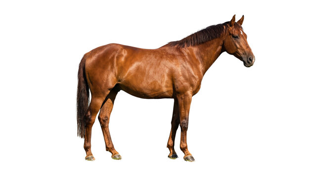 Chestnut brown horse standing in profile, majestic thoroughbred stallion with shiny coat, athletic bay mare for equestrian sports and ranching isolated PNG with Transparent Background