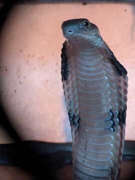 Close up of a majestic King Cobra (Ophiophagus bungarus) in a hooded defensive stance with sharp eye contact.