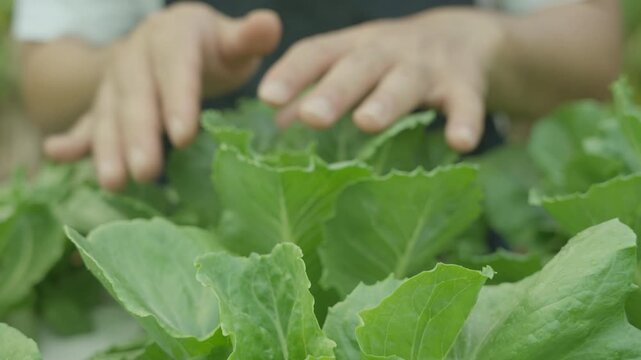 Organic farming, salad farm. Farmers harvest check  salad vegetables. Hydroponics vegetable grow naturally. greenhouse garden, Ecological Biological, Healthy, Vegetarian, ecology