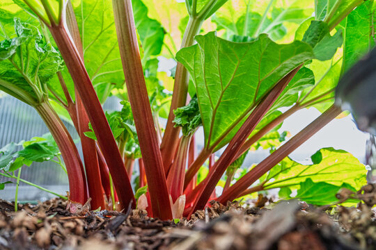 A low angle close up view of a healthy rhubarb plant growing in a home garden soil bed. The vibrant red stalks and large green leaves are captured during the spring season.