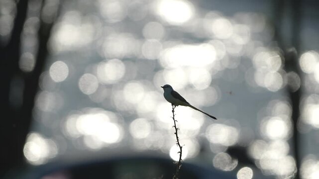 Flycatcher is on a branch with lake backlight