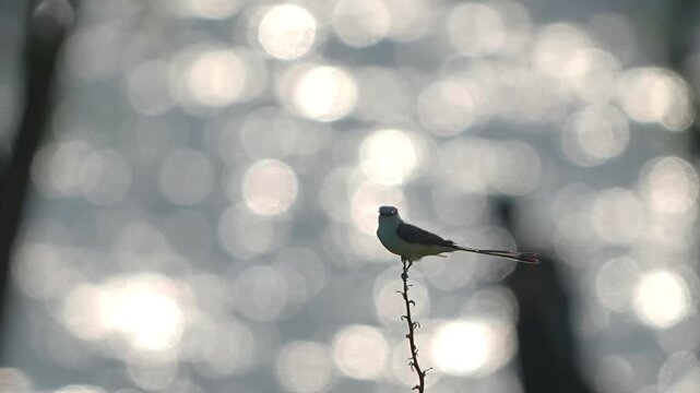 Flycatcher is on a branch with lake backlight