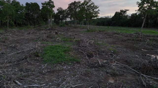 Cleared land and scattered tree stumps were visible at the edge of the remaining forest as dusk began to fall.