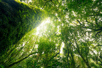 Obraz premium Green tree forest with sunlight through green leaves. Natural carbon capture and carbon credit concept. Sustainable forest management. Trees absorb carbon dioxide. Natural carbon sink. Environment day