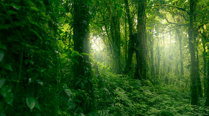 Fototapeta premium Green tree forest with sunlight through green leaves. Natural carbon capture and carbon credit concept. Sustainable forest management. Trees absorb carbon dioxide. Natural carbon sink. Environment day