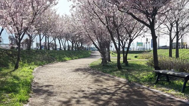 HOKKAIDO, JAPAN.Sakura trees in spring near countryside environment April 26 2026