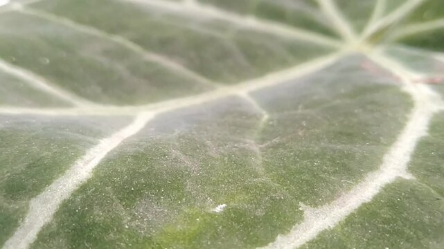 Macro texture of Anthurium crystallinum leaf with beautiful white veins