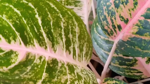 Aglaonema plant with vibrant pink and green leaves in a pot