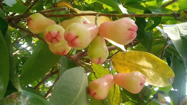 Fresh red Syzygium samarangense fruits hanging on a tree branch