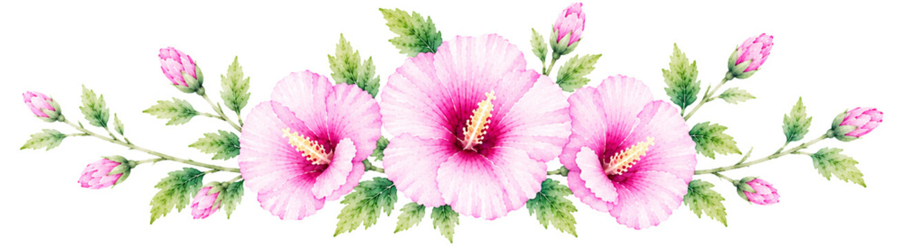 South Korea National Flower Rose of Sharon Watercolor Illustration, Korean Mugunghwa Hibiscus Corner Decoration Isolated on Black Background, National Holiday Graphic Asset