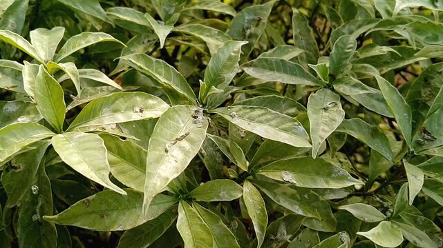 White flowers of Tabernaemontana corymbosa blooming fresh in the tropical garden