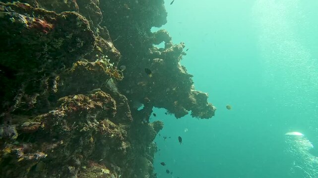 Scuba diving Fiji with tropical fish swimming against sheer coral reef outcrop wall in Suva, Viti Levu in Fiji, South Pacific