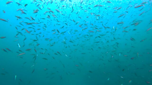 Scuba diving with mesmerising school of fusilier fish with darting movement patterns in tropical turquoise ocean water in Fiji, South Pacific