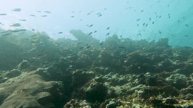 Scuba diving with shoals of fusilier fish swimming over coral reef ecosystem in Suva on tropical island Viti Levu, Fiji, South Pacific
