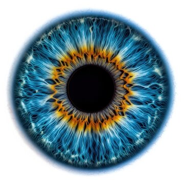 Vibrant blue eye iris