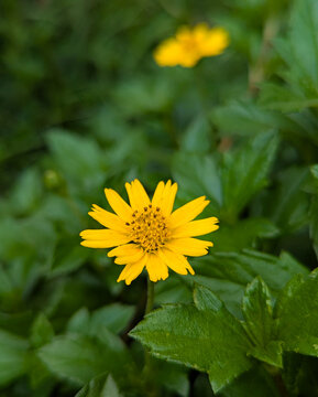 Single yellow wedelia trilobata flower blooming in green foliage with wildflower colorful botanical environment daylight sunlight plantlife springtime blossoming