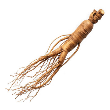 Dried ginger root with fibrous natural roots attached transparent background
