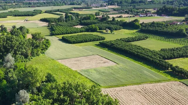 Aerial View of Hazelnut Orchards and Farmland in Piedmont Italy