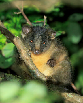 Common ringtail possum,