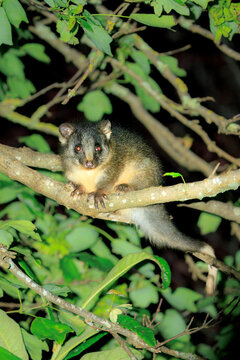 Common ringtail possum