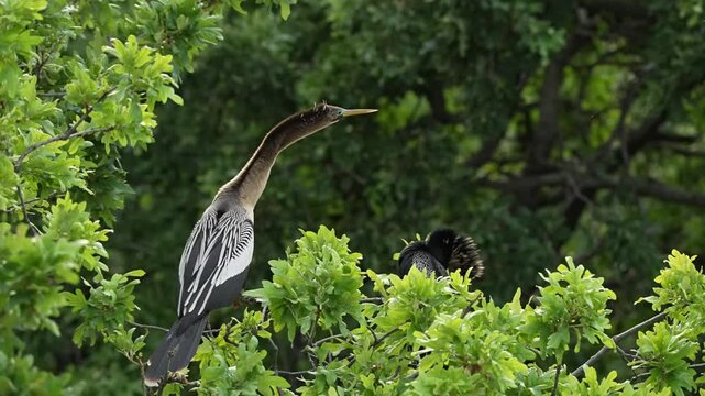 Two Anhinga showing love pose for courtship	
