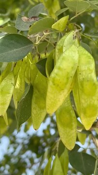 Fresh Green Seed Pods of Dalbergia Sissoo Indian Rosewood Tree 