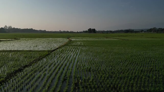 Aerial view of lush green rice paddies with young plants in rows under a hazy sky in Chiang Mai, Thailand.