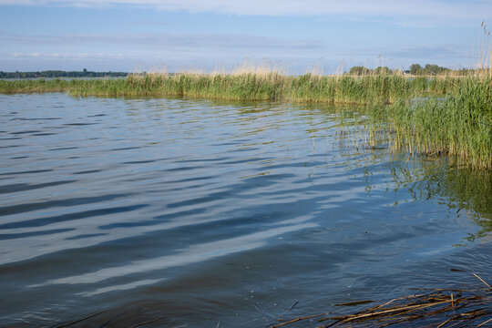 Rippling Lake Water Along Reed Covered Shoreline. Natural lakeside scene showing gently rippling water bordered by reeds and aquatic vegetation. 