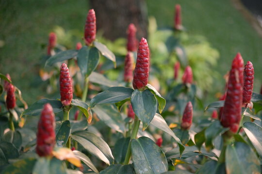 Close up of red button ginger or Costus spicatus flowers blooming in the tropical garden.