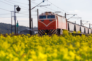 Close-up of the E316 electric locomotive of the Taiwan Railways Administration (TRA) traversing golden rapeseed fields on the western trunk line of the coastal route from Tongxiao, Miaoli. © paul