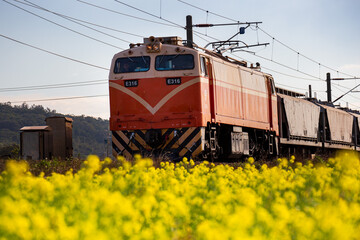 Close-up of the E316 electric locomotive of the Taiwan Railways Administration (TRA) traversing golden rapeseed fields on the western trunk line of the coastal route from Tongxiao, Miaoli. © paul