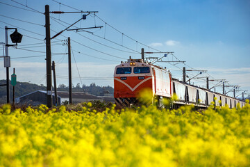 Close-up of the E316 electric locomotive of the Taiwan Railways Administration (TRA) traversing golden rapeseed fields on the western trunk line of the coastal route from Tongxiao, Miaoli. © paul